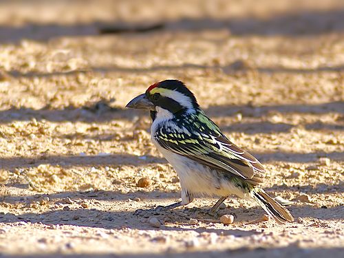 Acacia pied barbet